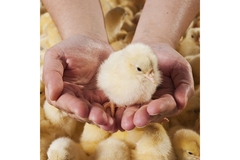 Image A hand holding a baby chicken.
